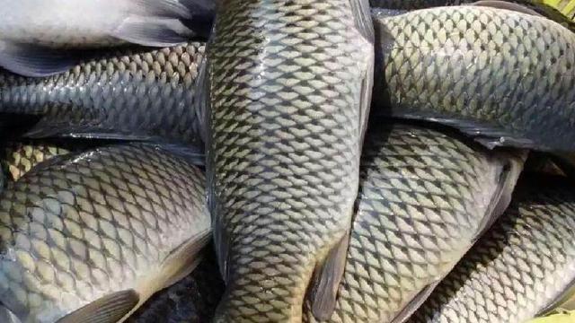 打完窝,还敢于耐心守候的钓鱼人,他们都把握住了一个前提