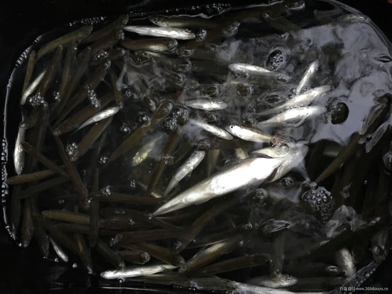 这种小鱼好吃又好钓湖南人叫它刁子鱼