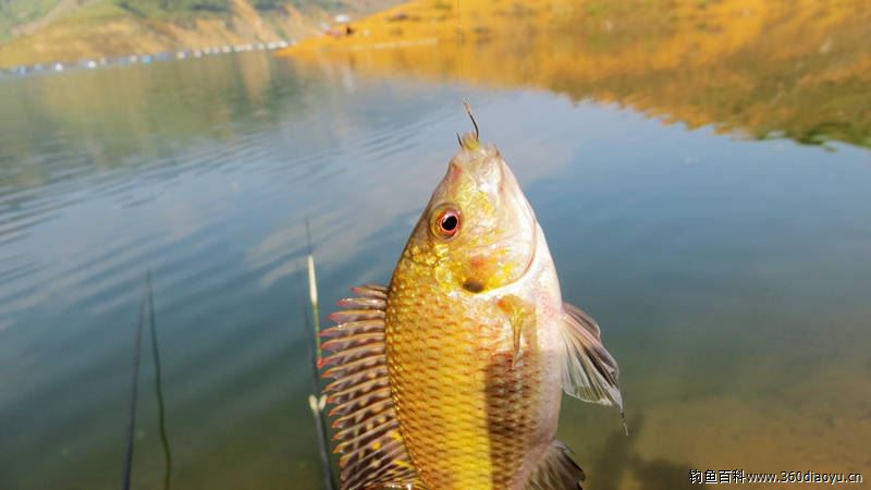 奔驰296公里,野钓红水河,鉴别这是什么鱼