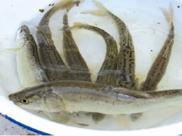 (ͼƬ)βͷع鲩˹ں